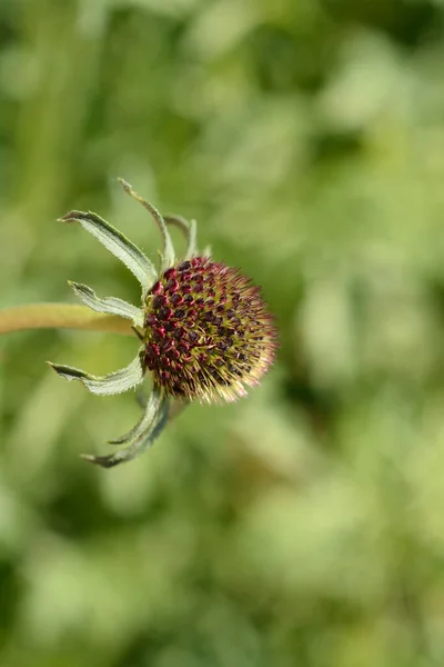 Pincushion flower Magic Night - Latin name - Scabiosa atropurpurea Magic Night