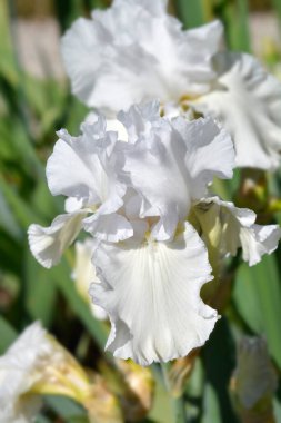 Tall bearded iris Madeira Belle flowers - Latin name - Iris barbata elatior Madeira Belle