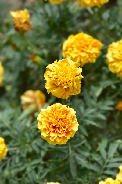 French marigold Strawberry Blonde flowers - Latin name - Tagetes patula Strawberry Blonde