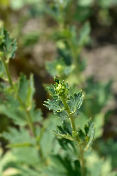 Variegated Monkshood Flower Buds Latin Name Aconitum Variegatum — Stock Photo, Image