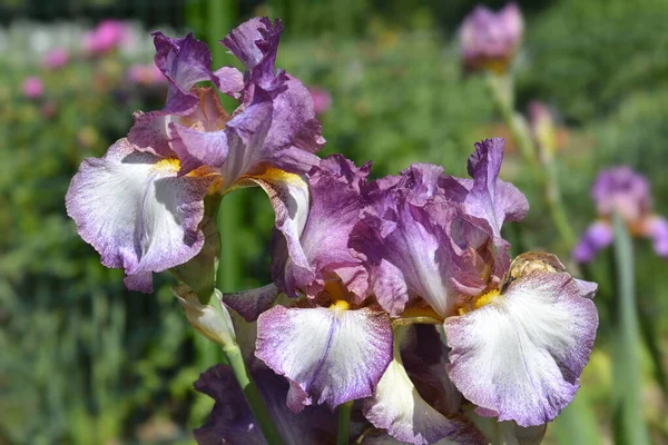 Tall Bearded Iris Decolletage Flowers Latin Name Iris Barbata Elatior — 스톡 사진