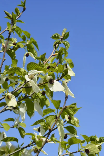 Handkerchief tree branch with flowers against blue sky - Latin name - Davidia involucrata var. Vilmoriniana