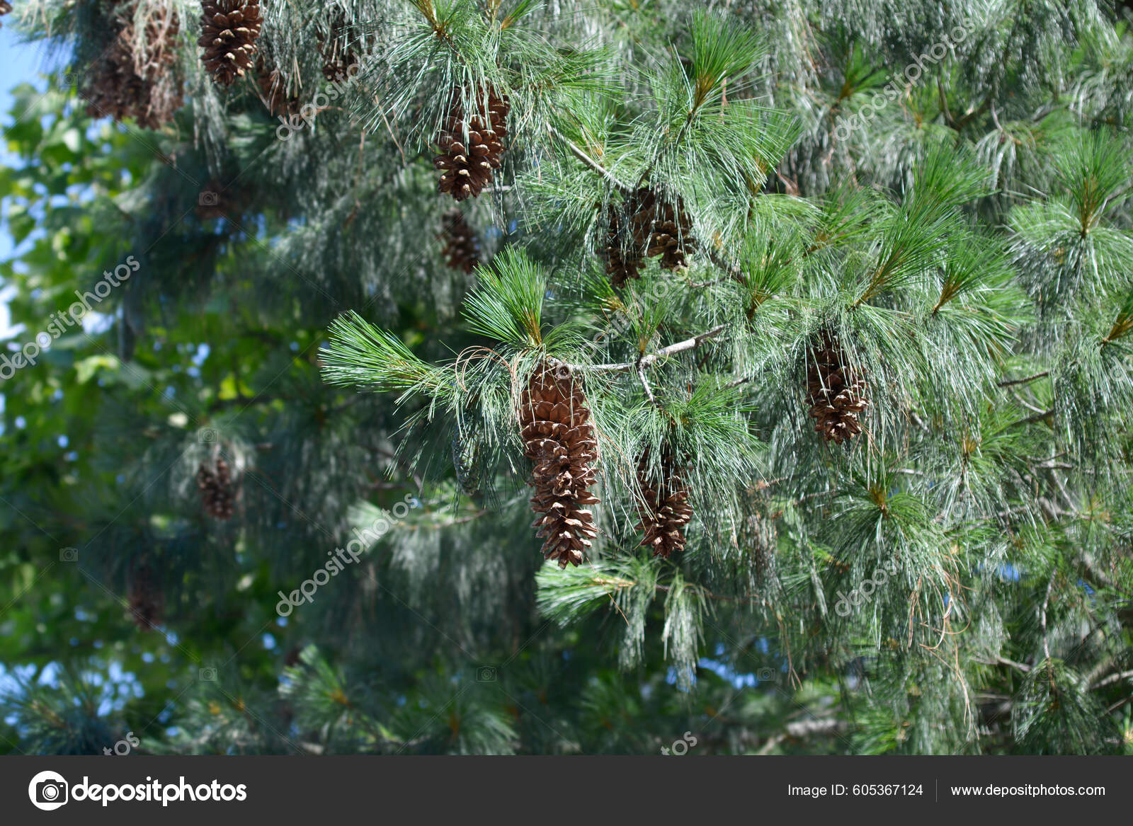 Himalayan Pine Branches Pine Cones Latin Name Pinus Wallichiana