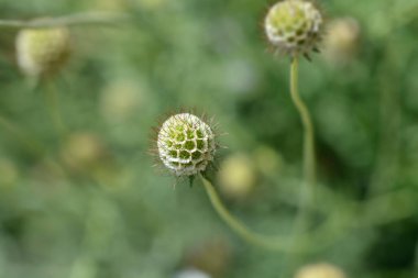 Japon iğne başı - Latince adı - Scabiosa japonica