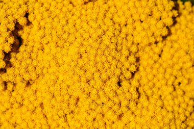 Altın kaplama çiçek detayı - Latince adı - Achillea filipendulina Gold plaka