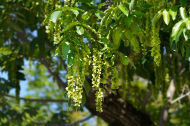 Beyaz fındık ağacı - Latince adı - Pterocarya fraxinifolia