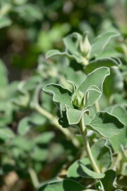 Kudüs adaçayı tomurcukları - Latince adı - Phlomis fruticosa