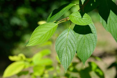 White dogwood branch with leaves - Latin name - Cornus alba