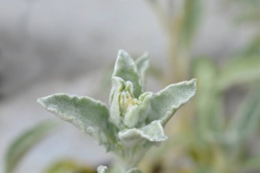 Kuzu kulağı yaprakları - Latince adı - Stachys byzantina