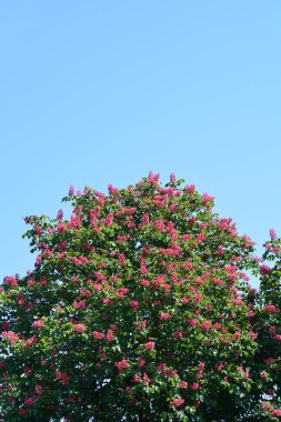 Red horse chestnut against blue sky - Latin name - Aesculus x carnea