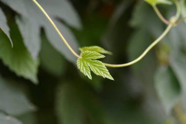 Common hop new leaf- Latin name - Humulus lupulus