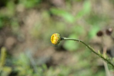 Yellow chamomile flower bud - Latin name - Cota tinctoria