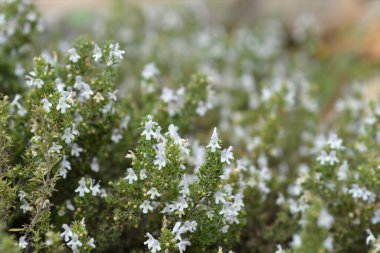Mountain savory small flowers - Latin name - Satureja montana