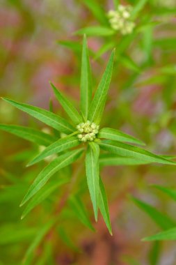 Oriental penthorum flower buds - Latin name - Penthorum chinense