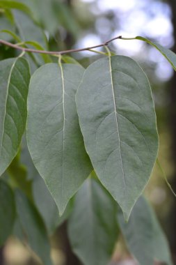 Klasik hurma yaprakları - Latince adı - Diospyros virginiana