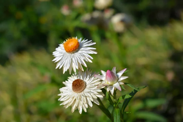 Pale Pink White Straw Flowers Latin Name Xerochrysum Bracteatum — Stock Photo, Image