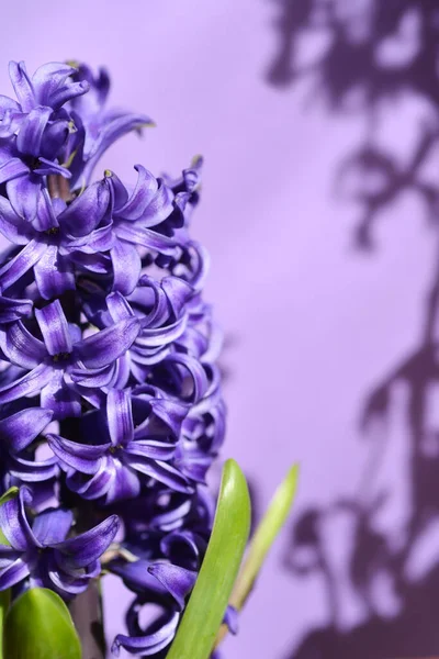 Flor Común Jacinto Nombre Latino Hyacinthus Orientalis —  Fotos de Stock