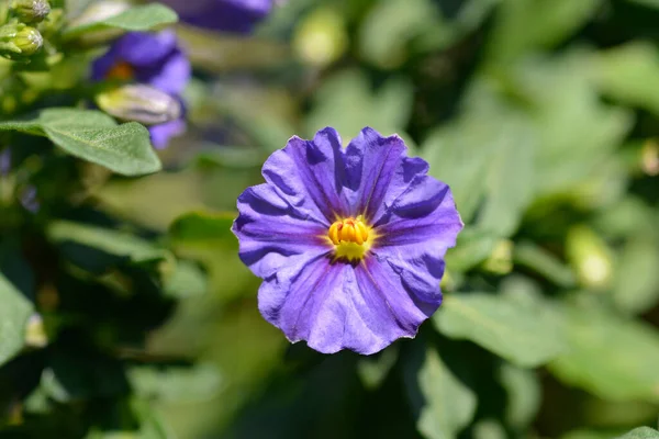 Flor Arbusto Papa Azul Nombre Latino Lycianthes Rantonnetii —  Fotos de Stock