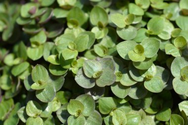 Creeping inchplant leaves- Latin name - Callisia repens