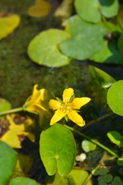 Sarı Yüzen Kalp çiçeği - Latince adı - Nymphoides peltata