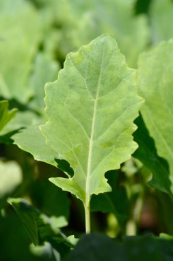 Kohlrabi leaves - Latin name - Brassica oleracea var. gongylodes