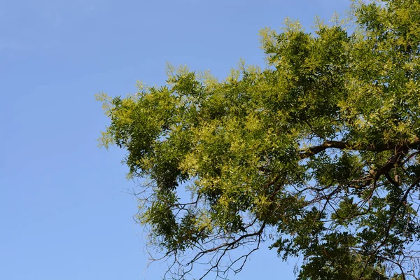 Japanese pagoda tree branches with flowers against blue sky - Latin name - Sophora japonica