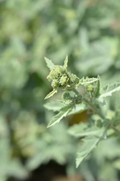 Common Hollyhock Flower Buds Latin Name Alcea Rosea — Stock Photo, Image