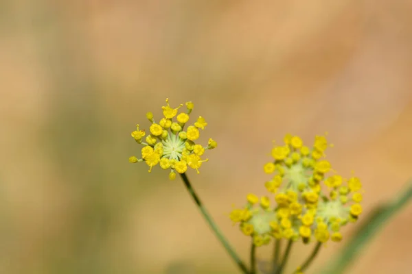 Common fennel flowers - Latin name - Foeniculum vulgare