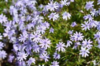 Sürünen Phlox Fevkalade Mavi Mor çiçekler - Latince adı - Phlox subulata Fevkalade Mavi Violet