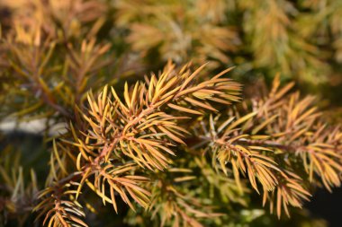 Shore Juniper Tüm Altınlar - Latince adı - Juniperus Conferta All Gold
