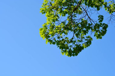 Small-leaved lime branch with leaves against blue sky - Latin name - Tilia cordata
