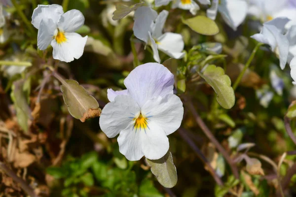 White Horned Violet Flower Latin Name Viola Cornuta — Foto de Stock