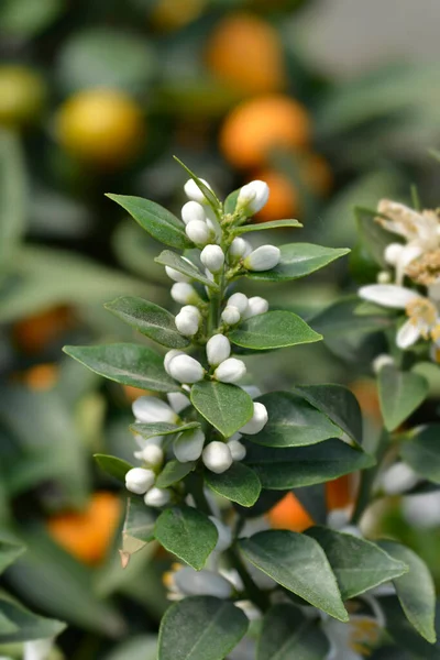 Myrtenblad Apelsinvita Blomknoppar Latinskt Namn Citrus Myrtifolia — Stockfoto