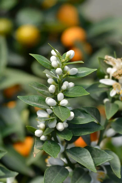 Myrtle Leaved Orange White Flower Buds Latin Name Citrus Myrtifolia — Zdjęcie stockowe