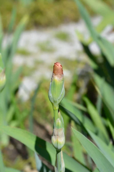 Tall bearded iris Far Corners flower buds - Latin name - Iris barbata elatior Far Corners