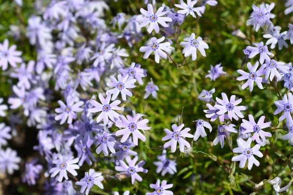 Phlox Rastrero Fabulosas Flores Violetas Azules Nombre Latino Phlox Subulata — Foto de Stock