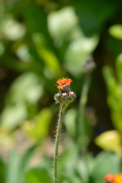 Orange Hawkweed Flowers Buds Latin Name Pilosella Aurantiaca — Stock Fotó