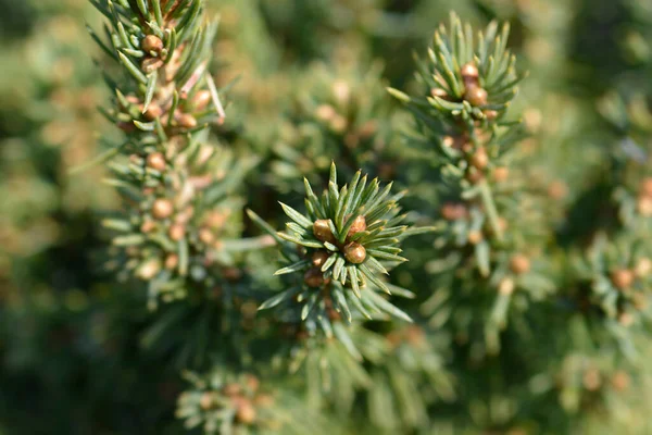 White Spruce Alberta Globe Latin Name Picea Glauca Alberta Globe — Stock Photo, Image