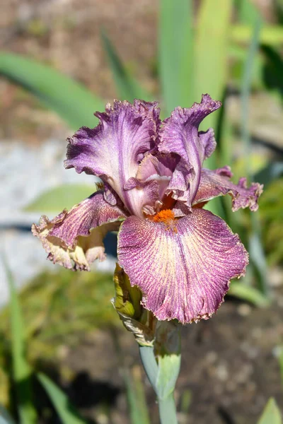 Tall Bearded Iris Queen Calico Flower Latin Name Iris Barbata — 스톡 사진