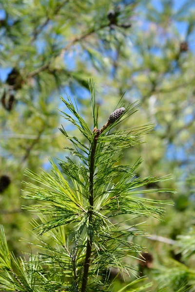 Китайська Назва Pinus Armandii — стокове фото