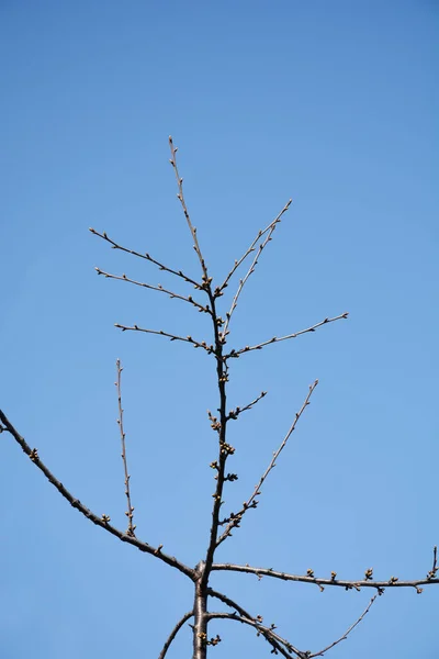 Вишневая Ветвь Бутонами Против Голубого Неба Латинское Название Prunus Avium — стоковое фото