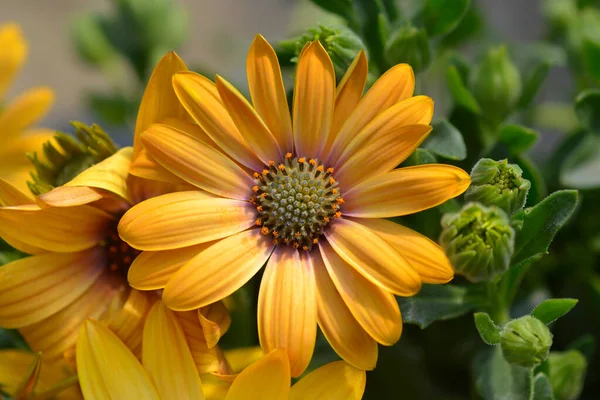 African Daisy Orange Flower Latin Name Dimorphotheca Sinuata — Fotografia de Stock