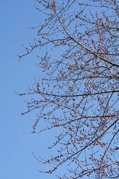 Silberne Ahornzweige Mit Blüten Vor Blauem Himmel Lateinischer Name Acer — Stockfoto