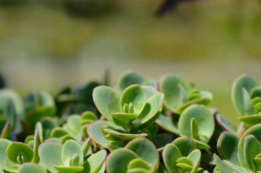 Japanese Stonecrop leaves - Latin name - Sedum makinoi