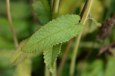 Common hedgenettle leaves - Latin name - Stachys officinalis