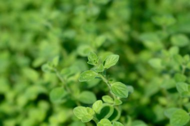 Genel marjoram yaprakları - Latince adı - Origanum vulgare