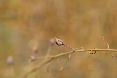 Turkish rocket seed - Latin name - Bunias orientalis