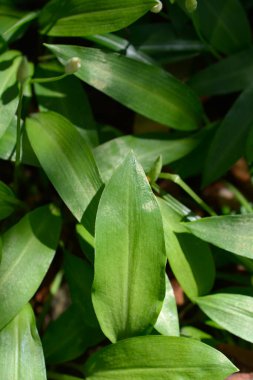 Vahşi sarımsak yaprakları - Latince adı - Allium ursinum