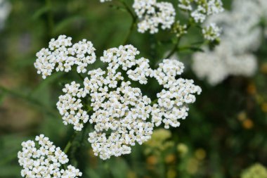Dağ Yarrow beyaz çiçekleri - Latince adı - Achillea collina
