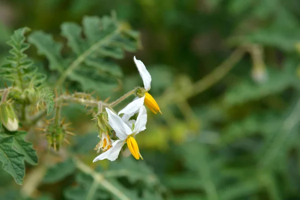 Sticky Nightshade Flowers Latin Name Solanum Sisymbriifolium — стокове фото